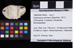 Foto (Objket + Etiketten) von Gastrosacus eminens (Blaschke, 1911) 